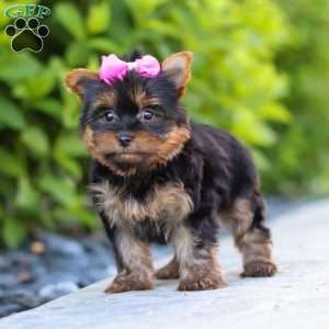 Lola, Yorkie Puppy